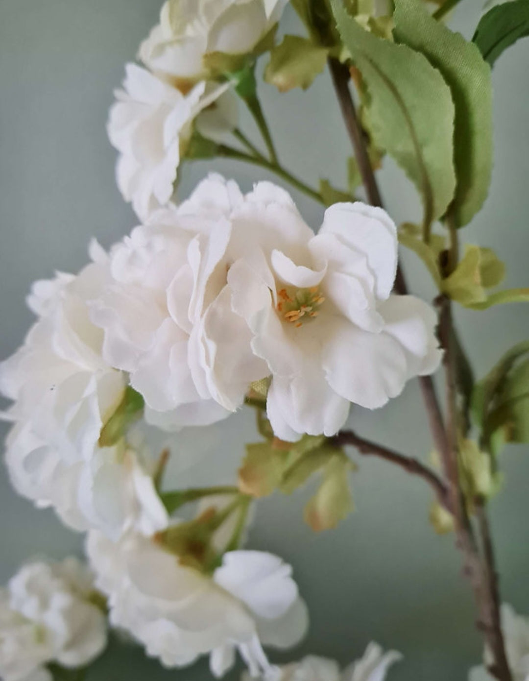 White Cherry Blossom Stem