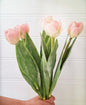 Pale Pink Tulip