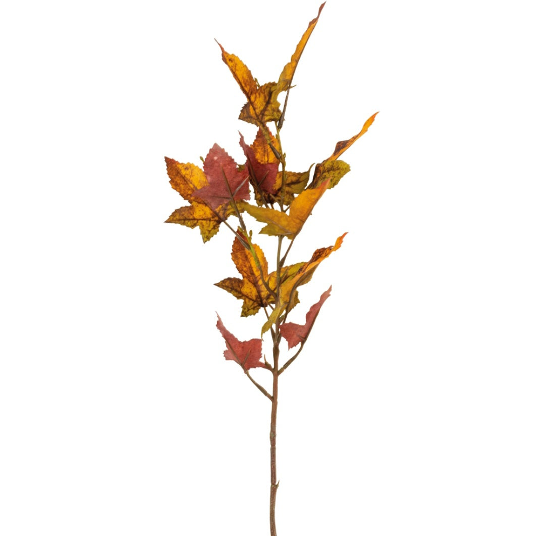 Autumn Maple Stem