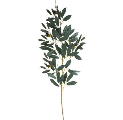 Olive Branch