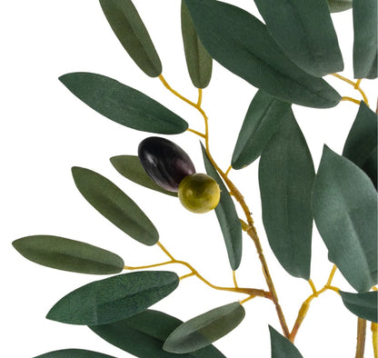 Olive Branch