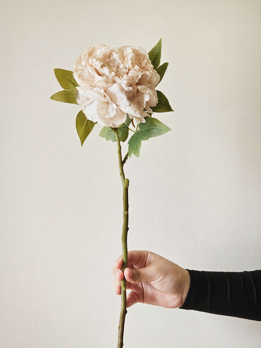 Peony Evening Dew Flower Stem