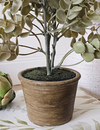 Potted Eucalyptus Bush