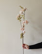 Quince Blossom Stem