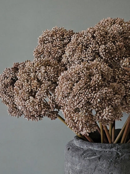 Sedum Cloud Stem