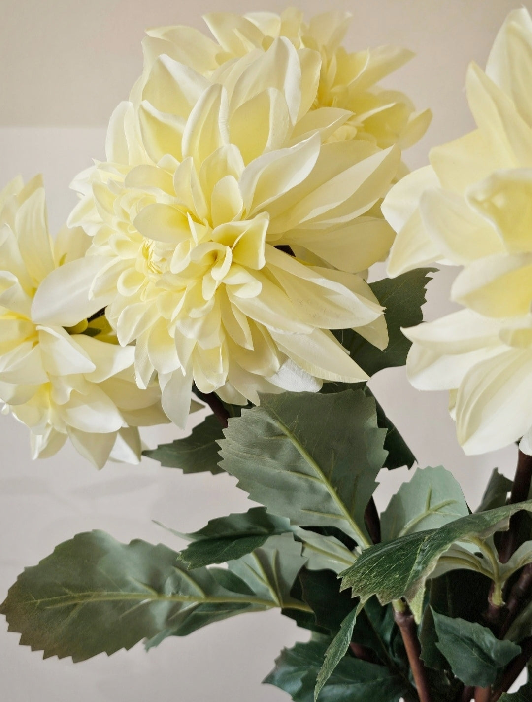 Soft Yellow Dahlia Stem